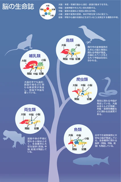 朝日新聞社 朝日ビジュアル百科